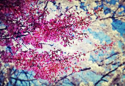 Low angle view of cherry blossoms