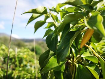 Close-up of fresh green leaves on plant against sky