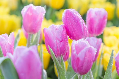 Close-up of multi colored tulips farm