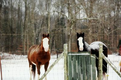 Horses standing by bare trees in winter