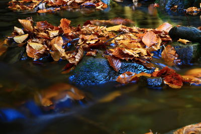 Close-up of autumn leaves floating on water