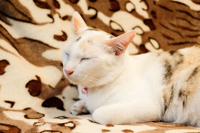 Close-up of cat sleeping on bed