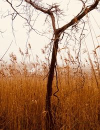 Close-up of tree branches against sky