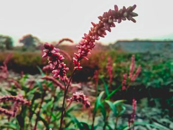 Close-up of flowering plants on field against sky