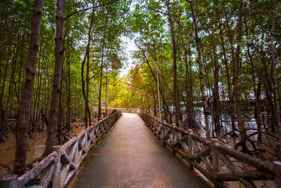 Footpath amidst trees in forest
