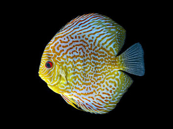 Close-up of swimming against black background