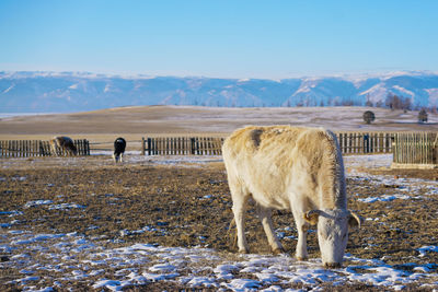 Horse standing on snow covered field against sky