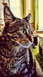 Close-up of cat