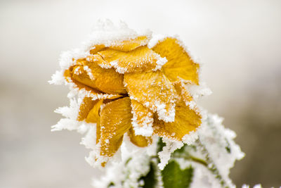 Close-up of yellow flowering plant during winter