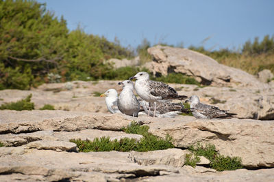 Seagulls perching on rocks