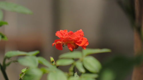 Close-up of red flowering plant