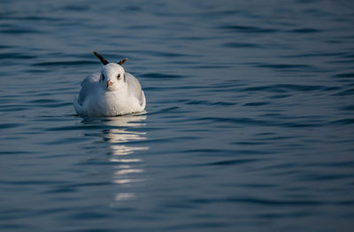 gulls are