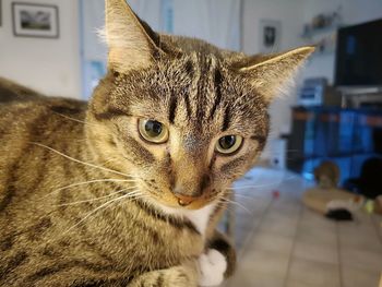 Close-up portrait of a cat