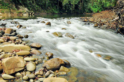 Scenic view of river flowing in forest