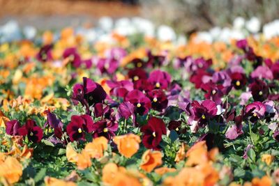 Close-up of pink flowering plants