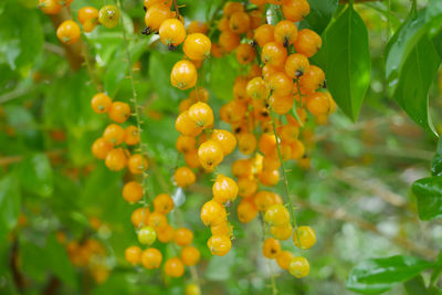 Close-up of berries growing on plant
