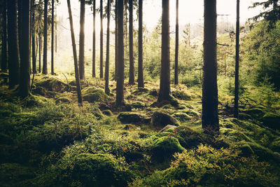 Scenic view of forest