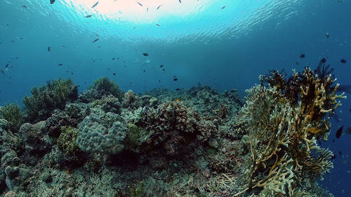 Tropical coral reef and fishes underwater. hard and soft corals. underwater video. philippines.