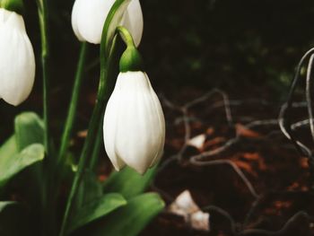 Close-up of white flowers