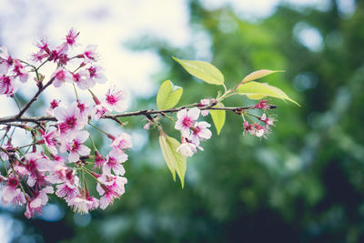 Close-up of cherry blossoms in spring