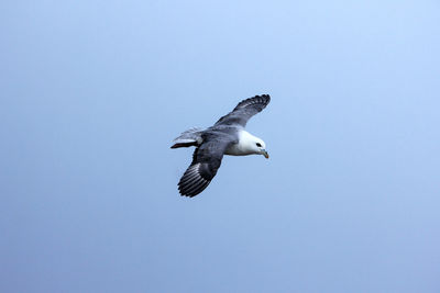 Low angle view of seagull flying against clear blue sky