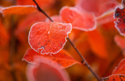 Close-up of red berries on plant leaves