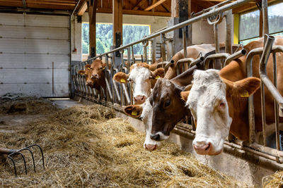 Dairy cows eating hay in barn on farm