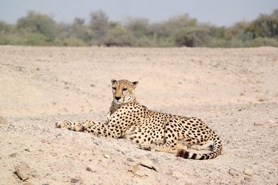 Cheetah relaxing on field