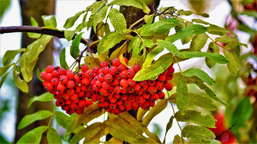 Close-up of berries growing on tree