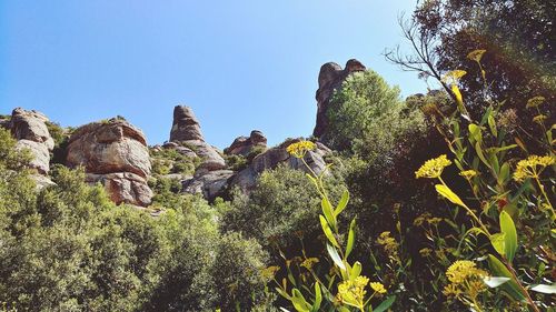 Low angle view of plants against clear sky