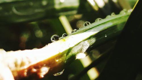 Close-up of insect on leaf