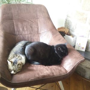 Close-up of cat sleeping on sofa