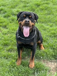 Close-up of dog on grassy field