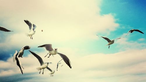 Low angle view of seagulls flying against sky