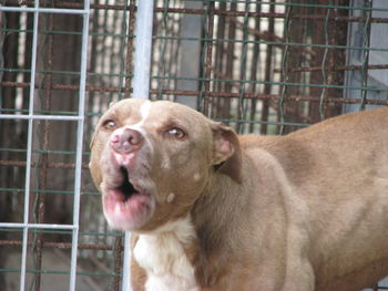 Close-up portrait of a dog in cage