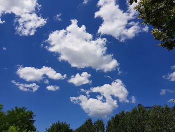 Low angle view of trees against blue sky