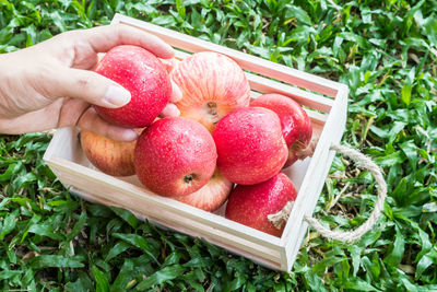 Cropped hand holding apple