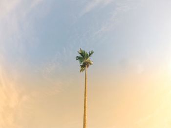 Low angle view of coconut palm tree against sky