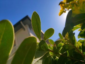 Close-up of leaves against clear sky