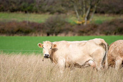 Cow standing in a field