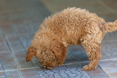 Close-up of a dog