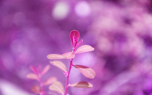 Close-up of pink flowering plant