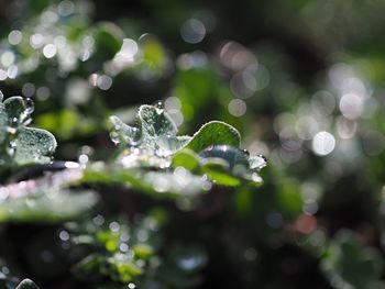 Close-up of plant against blurred background