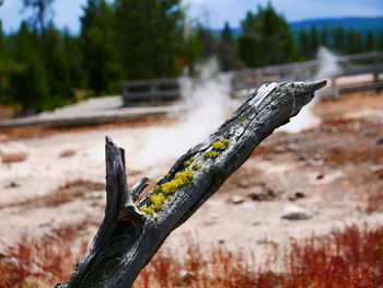 Close-up of wood on tree against sky