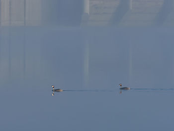 Great crested grebe, podiceps cristatus, at bellus reservoir, spain