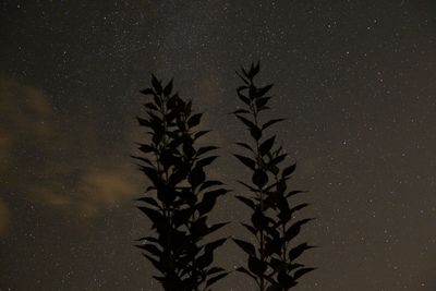 Low angle view of palm tree against sky at night