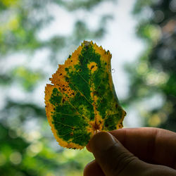 Close-up of hand holding leaf