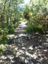 View of trees along the road