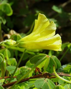 Close-up of yellow flowers