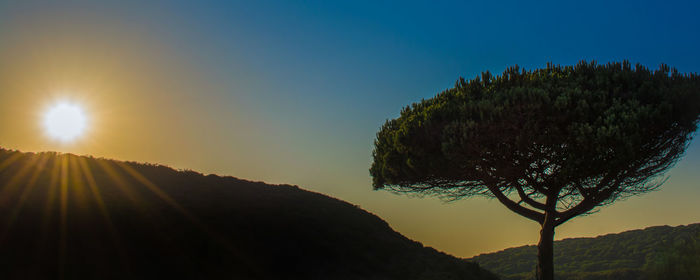 Low angle view of silhouette tree against sky during sunset